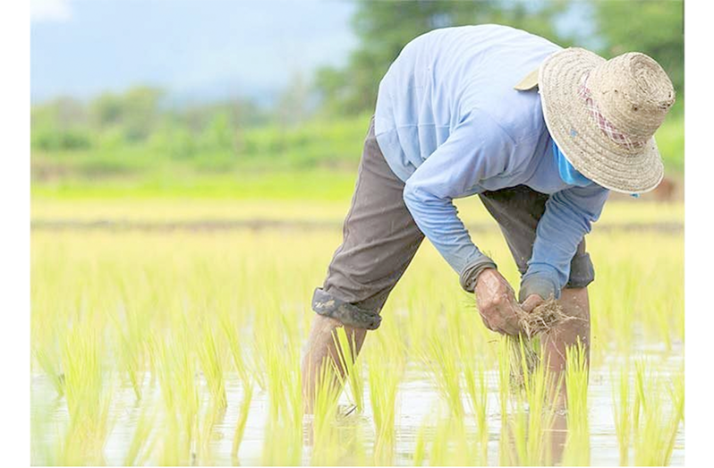 Rice production in Guyana continues to soar