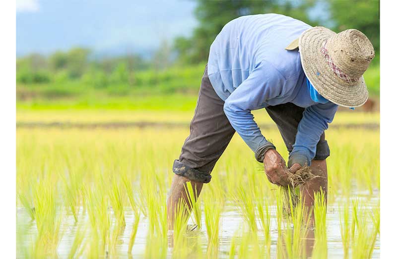 80% farmers on board for crop insurance –Minister Mustapha highlights