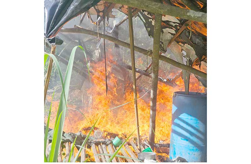 Police conducted a targeted cannabis eradication exercise at Wel te Vreeden, Canje Creek, Berbice destroying nearly 1,000 cannabis plants