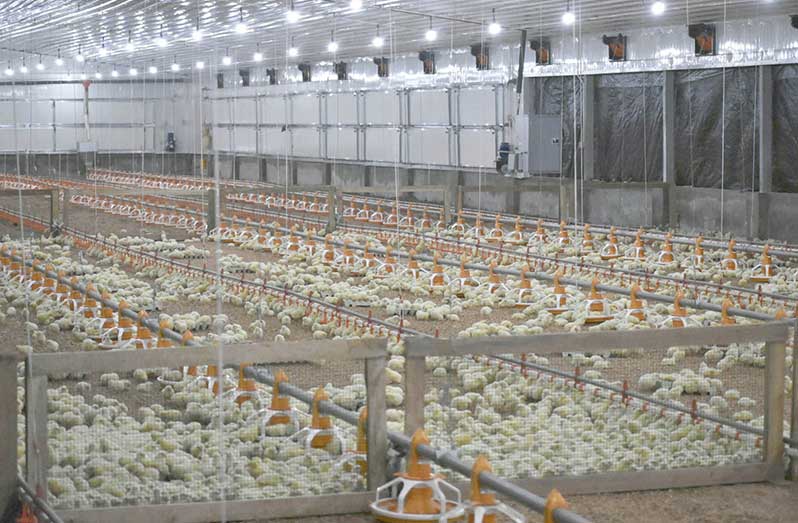 Some of the 12,000 chickens being housed inside the climate-smart tunnel house at Mon Repos, East Coast Demerara