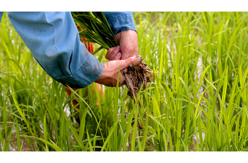 Guyana to explore reliable  markets for rice in Mexico, Europe