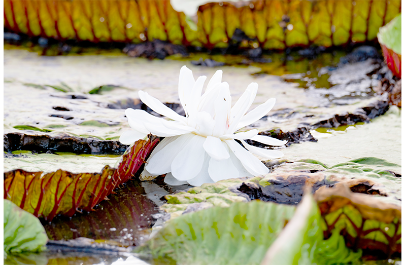 The Victoria Amazonica bloom under the moonlight, Karanambu Lodge