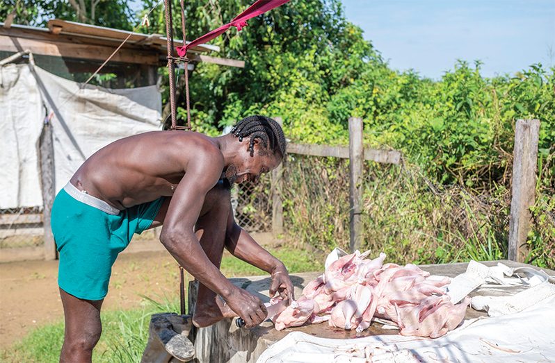 Poultry farmer Deon Ross plucking his home-grown meat birds for sale at his home