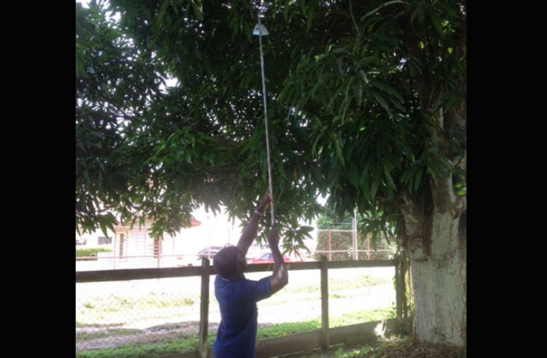 Jonathan Wrights, Plant Quarantine
Officer of NAREI places a Jackson Trap
in a mango tree in Linden, Region 10