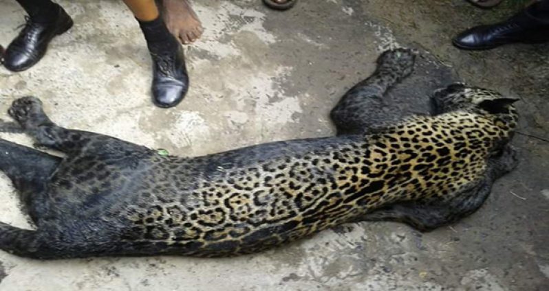 The hapless jaguar after it was shot