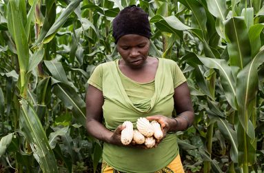 A female farmer showing the negative impacts of climate change on her harvested corn