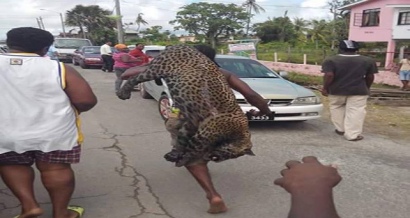 A resident traverses the streets of New Amsterdam with the dead jaguar on his back (Photo courtesy of Fresh News Guyana)