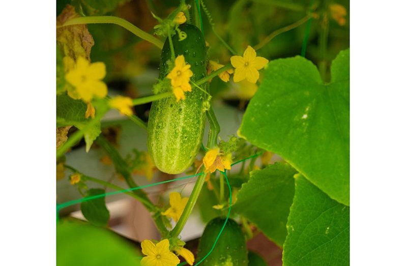 At Guyana’s National Agricultural Research and Extension Institute, (NAREI) five systems of hydroponics have been adopted to grow crops using less water in a controlled environment. (Delano Williams photos)