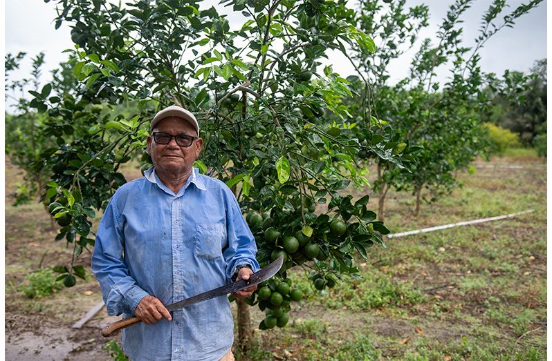 Maurice Ferriera of Laluni Creek works along with his sons to get their produce from farm to market (Delano Williams photo)