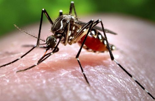 Aedes Aegypti mosquito