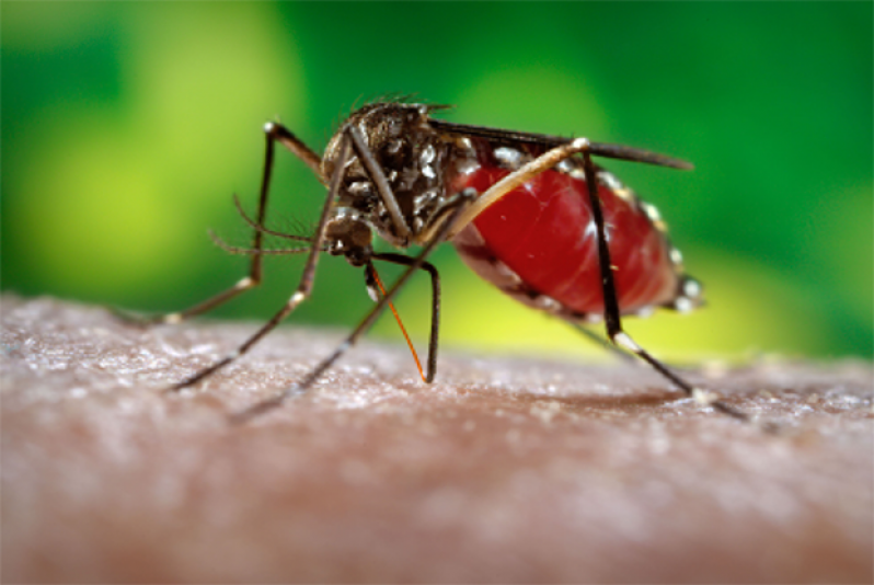 The Aedes aegypti which spreads the Chikungunya illness.