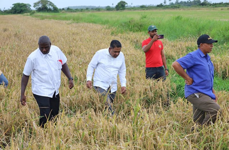 Minister of Agriculture Zulfikar Mustapha on one of the rice fields in Guyana 