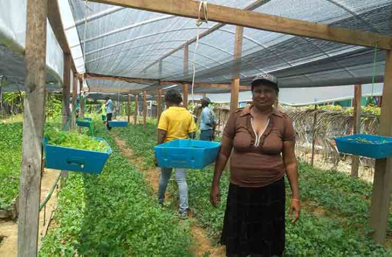 Saviti stands in her tunnel house