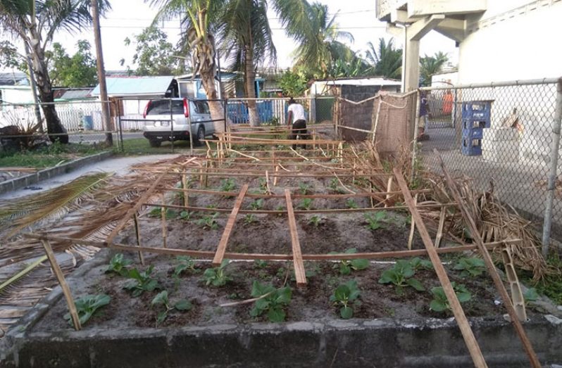 Some of the crops planted by the beneficiaries of the Urban Agriculture Project