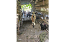 The lone ram goat and some chickens being reared in his backyard