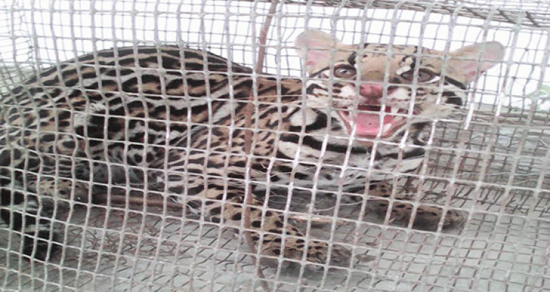 Another male jaguar was caught at Heathburn Village, East Bank Berbice yesterday