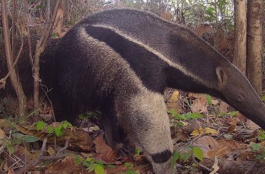 A close-up camera trap shot of a Giant Anteater (SRCS photos)