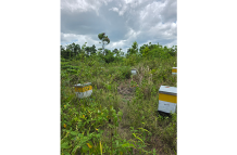Romel Rudder's apiary