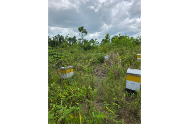 Romel Rudder's apiary