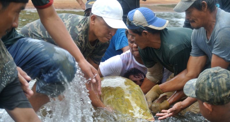 Members of the rescue team during their mission this week to save the stranded Arapaimas near the Rewa River