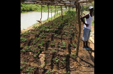 One farmer standing proud by his shade house of nursery plants