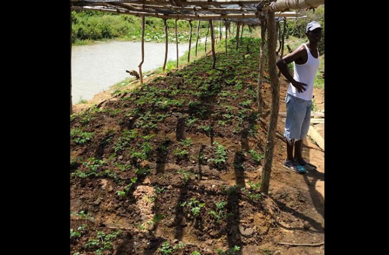 One farmer standing proud by his shade house of nursery plants