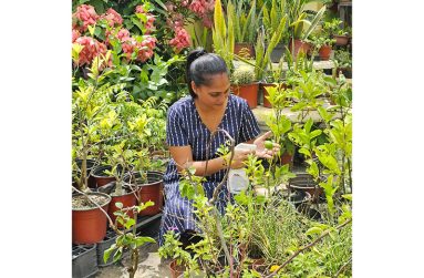 Roshanie Hanscoomar, founder of Ambika’s Plant Shop and Shopping Centre