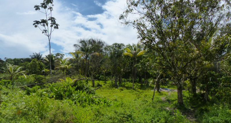 “Site at Byderabo, Bartica which the contractor will  use as the Region 7 landfill.”