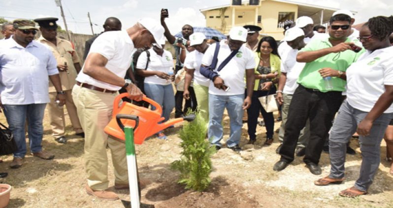 President David Granger waters a tree he planted at Bartica on National Tree Planting Day (Sandra Prince/MoTP Photo)