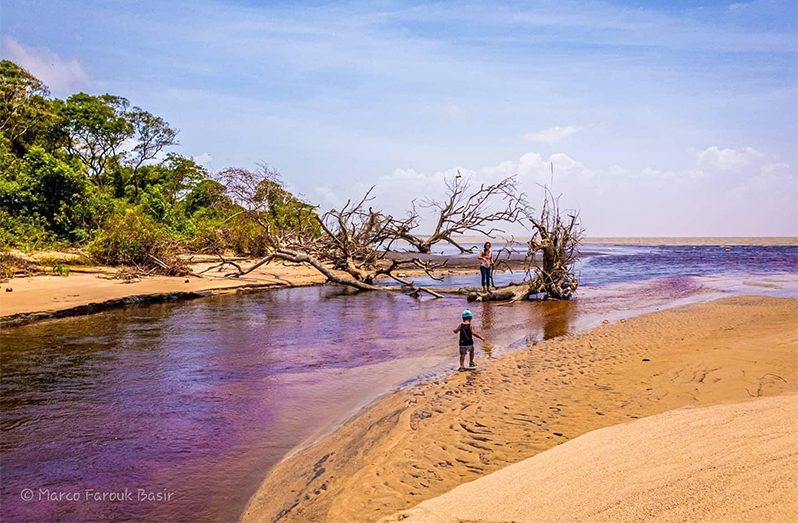 Some uprooted mangrove trees on the Abram Zuil beach. (Photo: M. Basir)