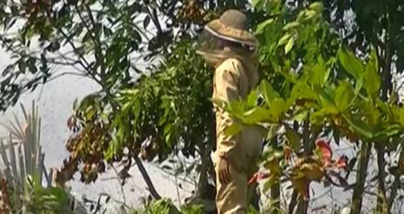 Removing bees from Le Repentir