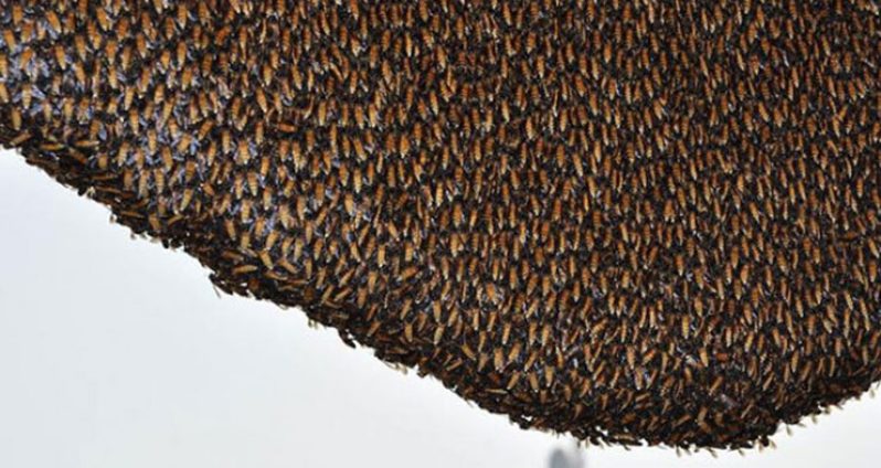 A colony of Africanised bees.