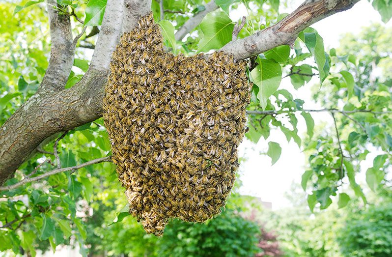 Bees