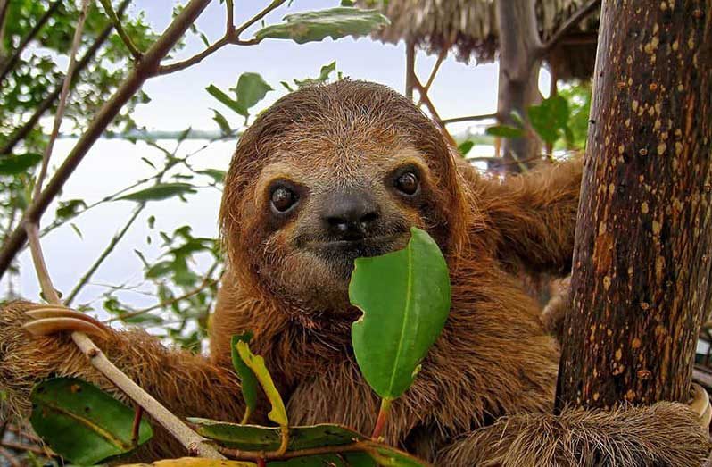 A brown-throated, three-toed sloth is one of many animals that can be found in Guyana (A-Z Animals photo)