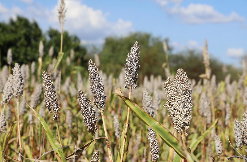 Bioenergy is derived from organic material, known as biomass, such as crops like sorghum