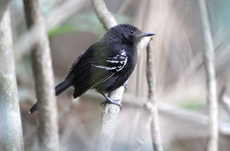 The Rio Branco Antbird (Photos compliments of SRCS)
