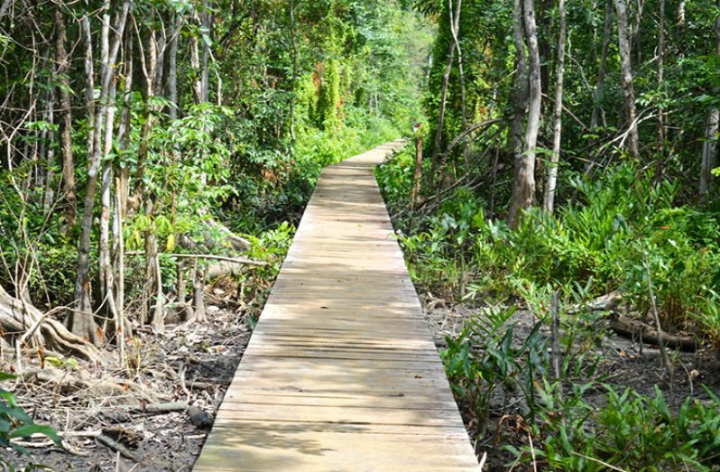 The walkway which links the town of Mabaruma with the nearby community of Silver Hill