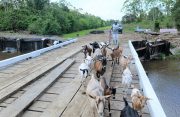 One of the many farmers using the new bridge to cross livestock