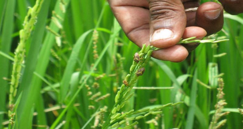 Paddy bugs found by a farmer in a rice field (Photo by Vanessa Narine)