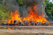Over $710 million worth of cocaine and marijuana were destroyed during CANU’s destruction exercise on Saturday at Homestretch Avenue (Japheth Savory photos)