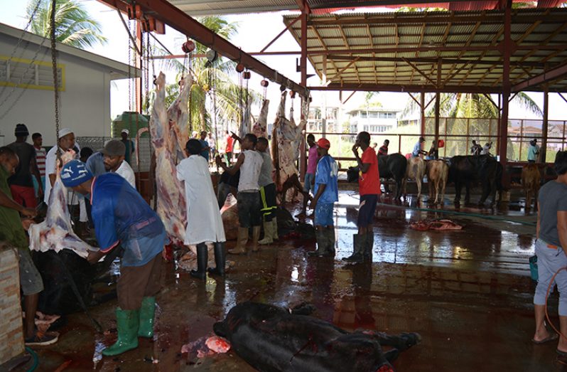 Representatives of several masjids came to the Central Islamic Organisation of Guyana (GIOG) to slaughter bulls and distribute the meat to locations around the country