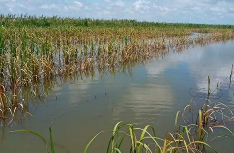 Cane harvesters are complaining that the damaged canes are preventing them from reaching the minimum punt weight, based on which they are paid