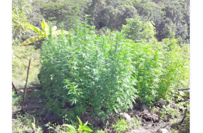 The illegal plants on the farm