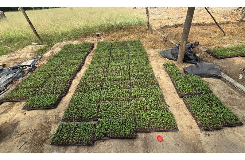 Officers from Regional Division #10 conducted yet another successful “eradication exercise” on Thursday at Ebini Backdam,  Berbice River, where four cannabis farms (5.5 acres altogether) with an estimated street value of $159,932,960 were found and destroyed