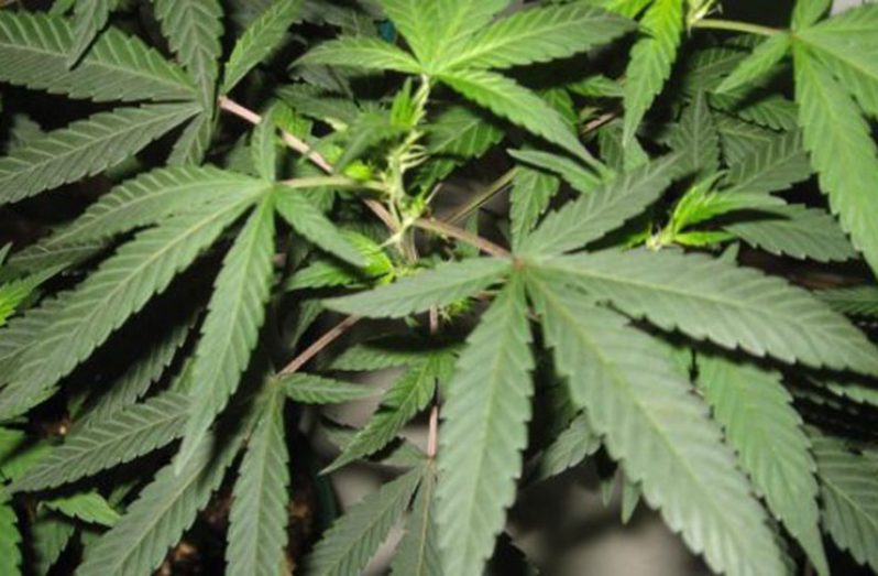 Cannabis