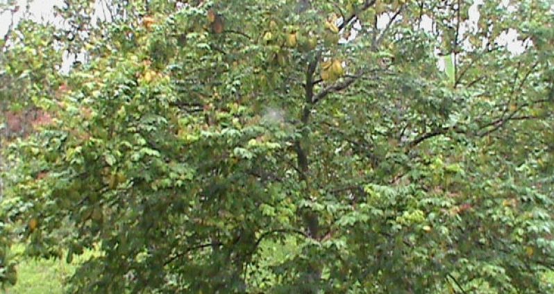 A carambola tree in the Pomeroon River