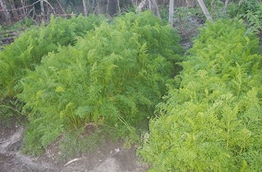 Carrots under cultivation