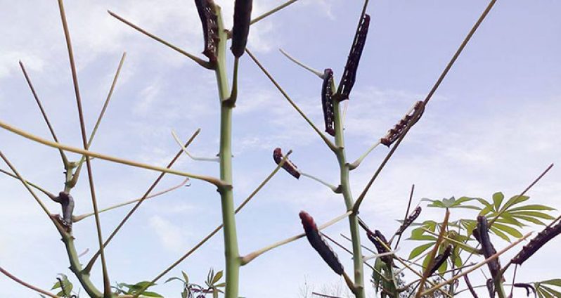Caterpillars on a cassava plant on a farm at Wakapoa. The plant’s leaves were cleared by the insects