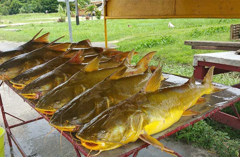 The administration is still hopeful that the long-standing prohibition on exporting catfish to the USA will soon be abolished