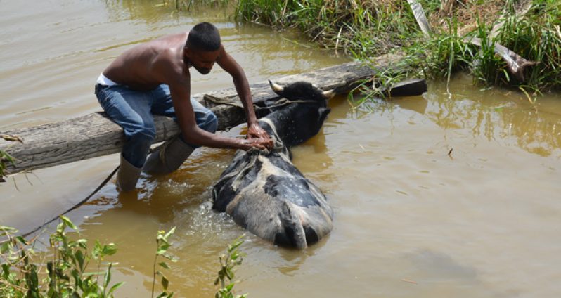 Cattle herder Salim Rahaman bathing one of his dairy cows to clean and prevent the animal from overheating in the sunny weather.